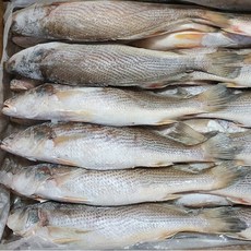 자갈치닷컴 민어조기 (몽실이) 제수용 반찬용, 1개, 450g (2P 34-36cm 3마리)