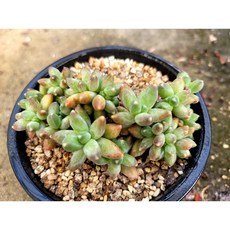 천대전송