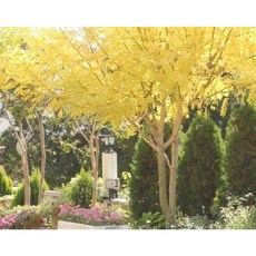 황금회화나무 묘목 접목2년 2그루 부자나무