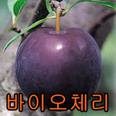 26aca081f53990a252a0d7eab21674acb651c0d52612daa3f74fb8760a10.png