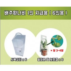 배추흰나비알