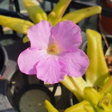 벌레잡이제비꽃