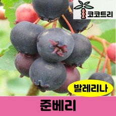 준베리 / 사스카툰 베리 - 과수 유실수 과일 과실수, 준베리(발레리나) 삽목1년 플러그묘