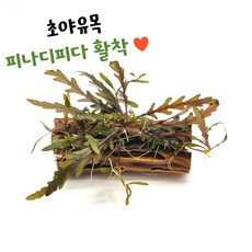 피나디피다