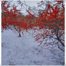 목하원예조경 비타민나무(심추홍) (암1주+숫1주)2주1세트