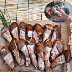 국내산 무농약 참송이버섯 재배 송이 선물세트, 1개, 상품 1kg
