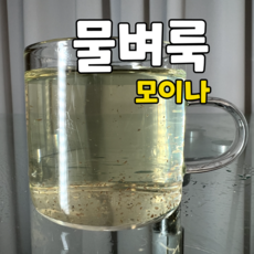 물벼룩 모이나 500마리