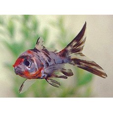 [서진열대어직판장-금붕어&비단잉어] 코멧금붕어 칼리코 5cm 2마리