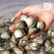 [단골농장] 서해안 고창 갯벌 해감된 동죽 조개 물총조개 3kg, 1개