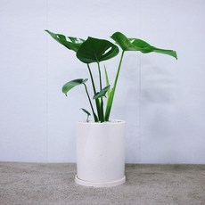 꽃피우는청년 (BIG 중형) 키우기 쉬운 실내공기정화식물 7종, 몬스테라, 1개