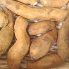 봉화 야콘 5kg 신선농장, 1개