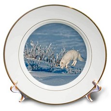 Canada Manitoba Churchill. Polar fox under the snow Feeding after feeding - Plate (CP_329755_1), 본상품