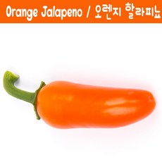 Jalapeño Orange / 오렌지 할라피뇨 페퍼 희귀 고추 매운고추 특수작물, 1개