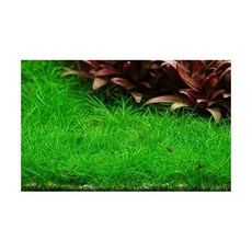 레오비사살균기