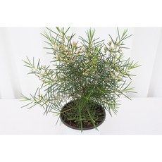 이너프바이제이