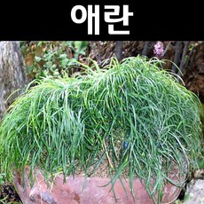 상록농원