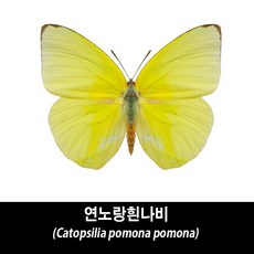 연노랑흰나비표본-Catopsilia pomona pomona, 1개