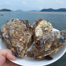 통영 굴 산지직송 삼배체굴 대왕굴, 1개, 4kg