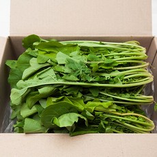 [프레시팜] 쌈채소 루꼴라 로케트 500g 1kg