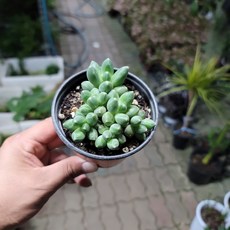 천대전송