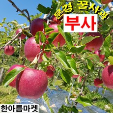 [산지직송 문경 꿀사과] 한아름마켓 산지직송 고랭지 문경사과축제 문경약돌 달콤 아삭 명품 꿀사과 5kg 10kg, 한입사과