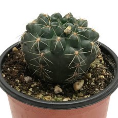 비화옥