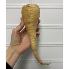 맛있는 파스닙 설탕당근 300g 3kg 파스닙 파스닙당근 parsnip parsnips 백년부엌 설탕당근 파스닙1kg Parsnip 당근파스닙 채소파는가게파스닙, 1개