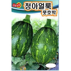 조선애호박