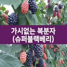 [나무의모든것] 가시없는복분자묘목(수퍼블랙베리)1~2년생, 가시없는복분자묘목 1년생, 1개