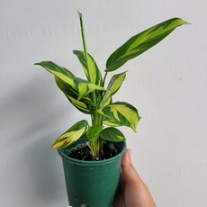 무배특가 희귀식물 크테난테 루베르시아나 모자이크 15-25cm 79