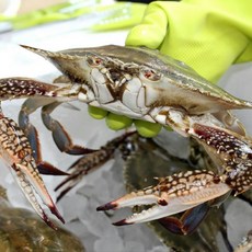 서해 신진도 활꽃게 오전주문 당일발송 꽃게찜 꽃게탕, 1개, 3kg 빙장포장 5인분