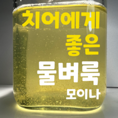 물벼룩 모이나 500마리, 1개, 500ml