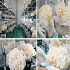 NAB 천생 건조꽃송이버섯 50g 100g, 1통