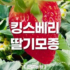 채소 모종 ~ 각종 묘종. 베란다 텃밭 세트 공기정화식물 허브 씨앗 채소모종 ~, H115 킹스베리 딸기 모종 1개