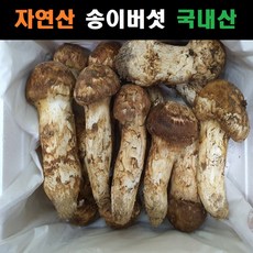 송이버섯 자연산 국내산, 등외품, 등외품 500g, 1개