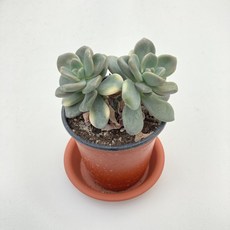 석연화