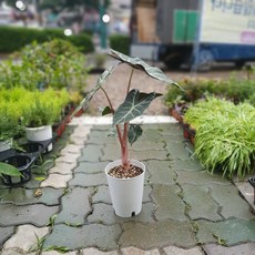 알로카시아핑크드래곤
