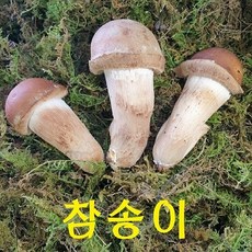 치악산큰송이버섯