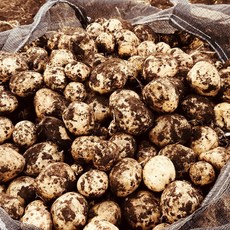 국내산 친환경 햇 감자 무농약 유기농, 1개, 무농약 수미 감자 미니 10kg