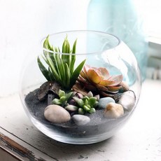 구상나무화분