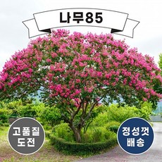 (나무85) 배롱나무(백일홍) R3
