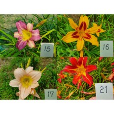 고위광디리러바