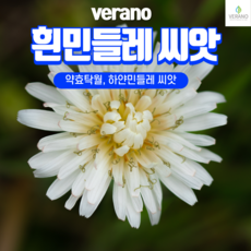 약용/식용 흰민들레 씨앗 1kg 대용량 희귀씨앗 종자