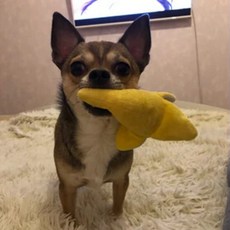  강아지 애견장난감 삑삑이 바나나인형 부드러운 극세사 봉제 애착인형 댕댕이 이갈이 터그놀이 애견용품 