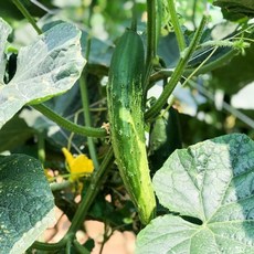 산지배송 당일수확 아산 배방오이 노지오이 오이지용 피클 50개입 (10kg내외), 1박스, 10kg