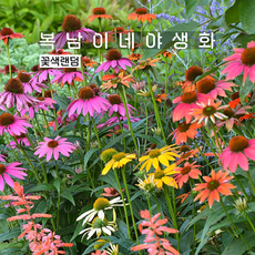 에키네시아 샤이엔스피릿 [4포트 꽃색랜덤 에키네시아 모종 에키나세아 echinacea]