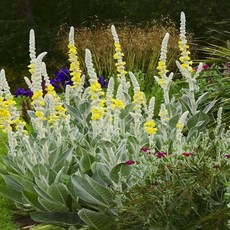 [꽃씨] 버바스쿰 실버 (실버우단담배풀) Verbascum bombyciferum 30립