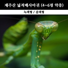 [사마귀 키우기] 제주산 넓적배사마귀 4~6령 약충 (녹색형/갈색형), 4~6령 (녹색형)