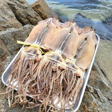 영덕 마른오징어 국산 동해안 건오징어 소중대 5미 10미, 마른오징어 중 10미 (600g 내외)