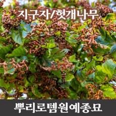 헛개나무묘목